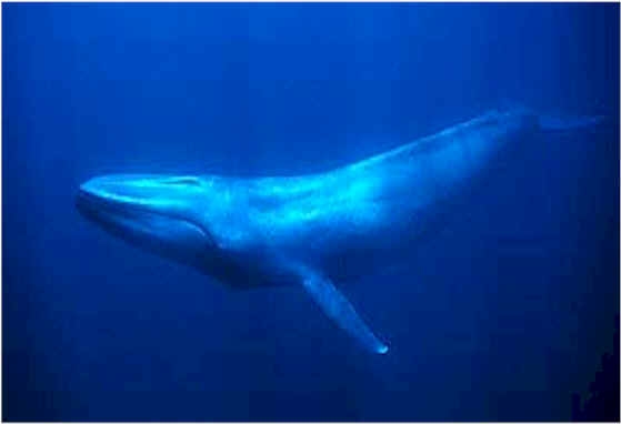 the blue whale look
