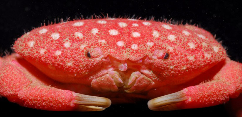 Taiwan Strawberry Crab